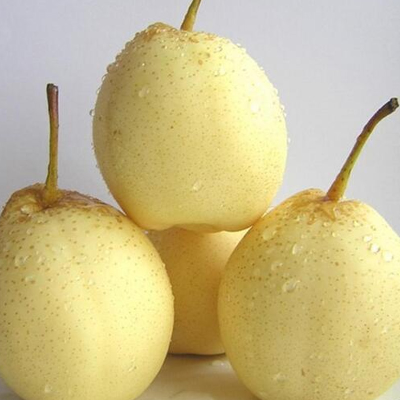 CHINESE YELLOW PEAR / HUANGLI