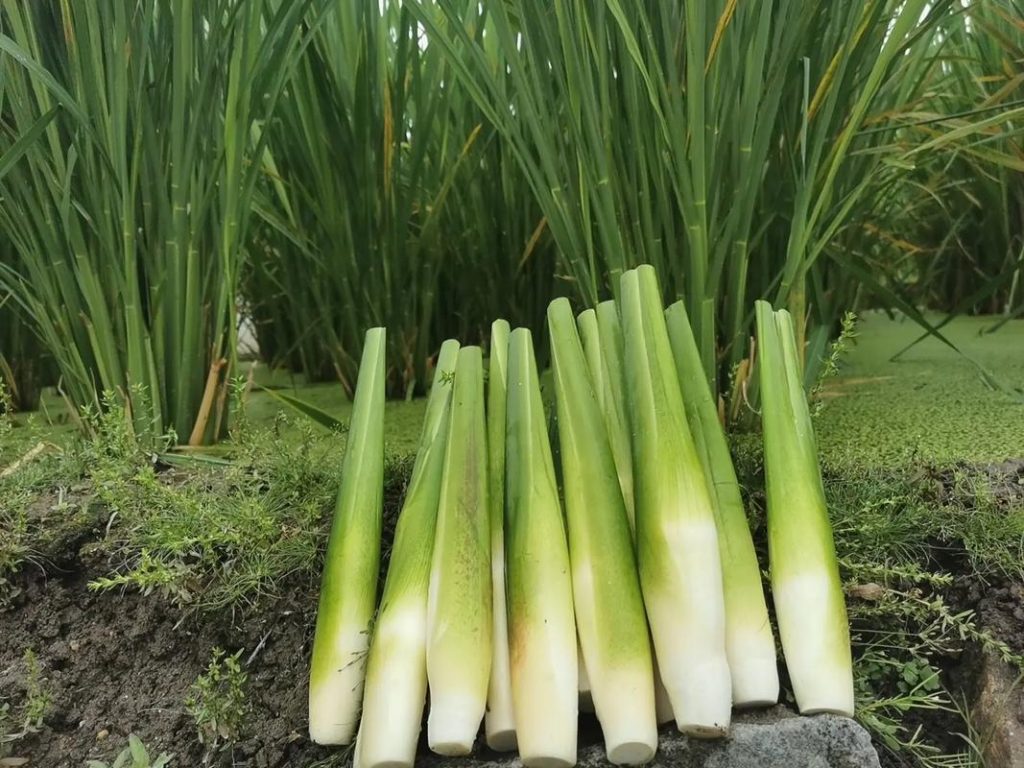 WILD WATER BAMBOO/JIAOBAI