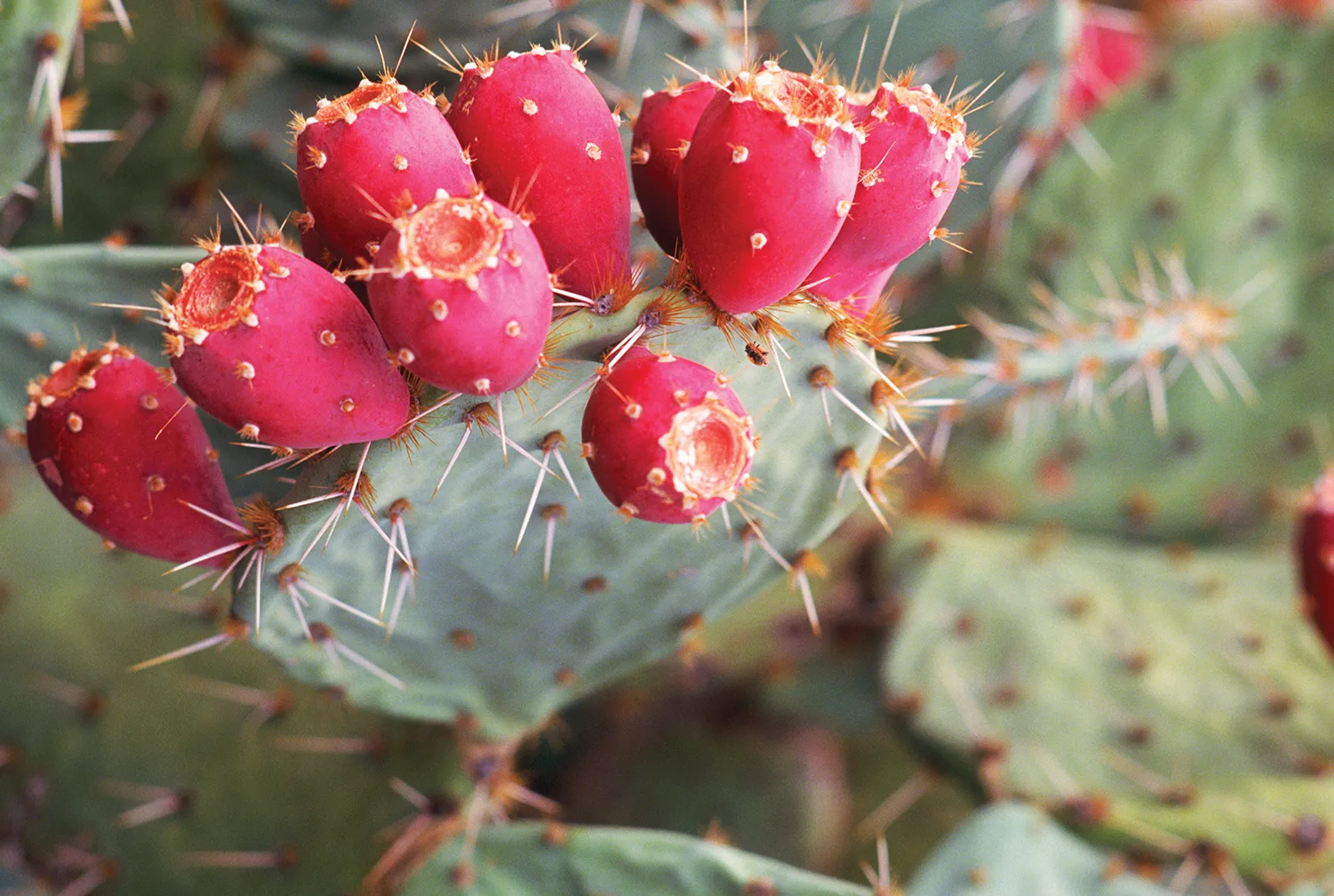 PRICKLY PEAR