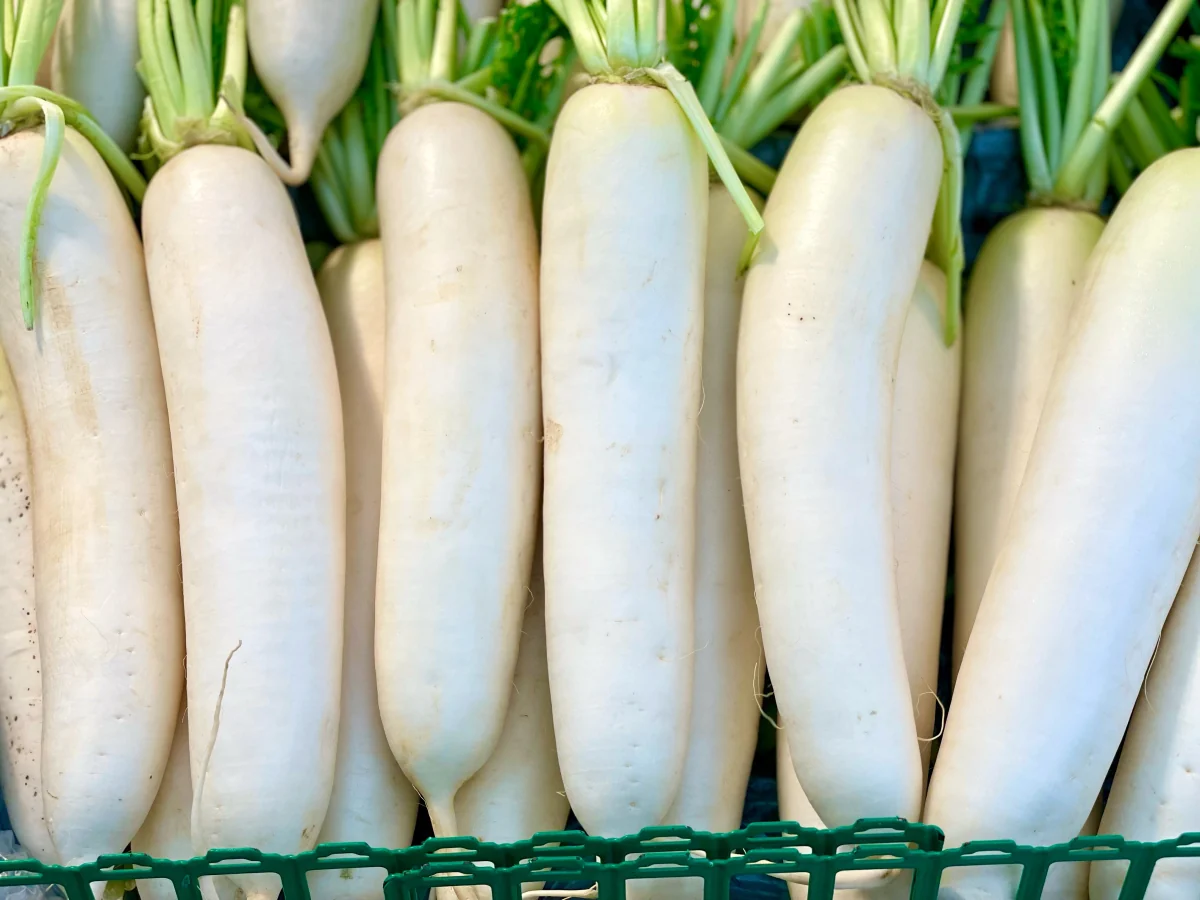 WHITE RADDISH / BLB