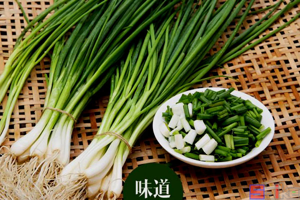 SPRING ONION/CONG