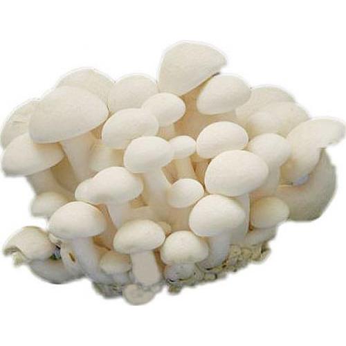 WHITE BEECH MUSHROOM 180G BYG