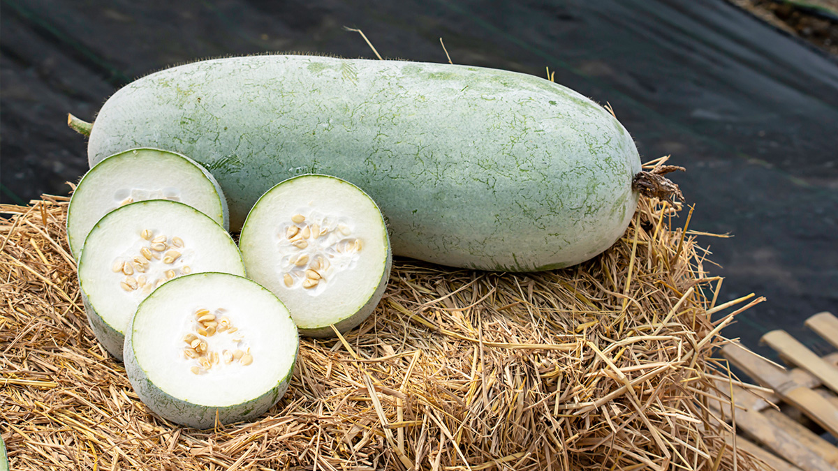 WINTER MELON
