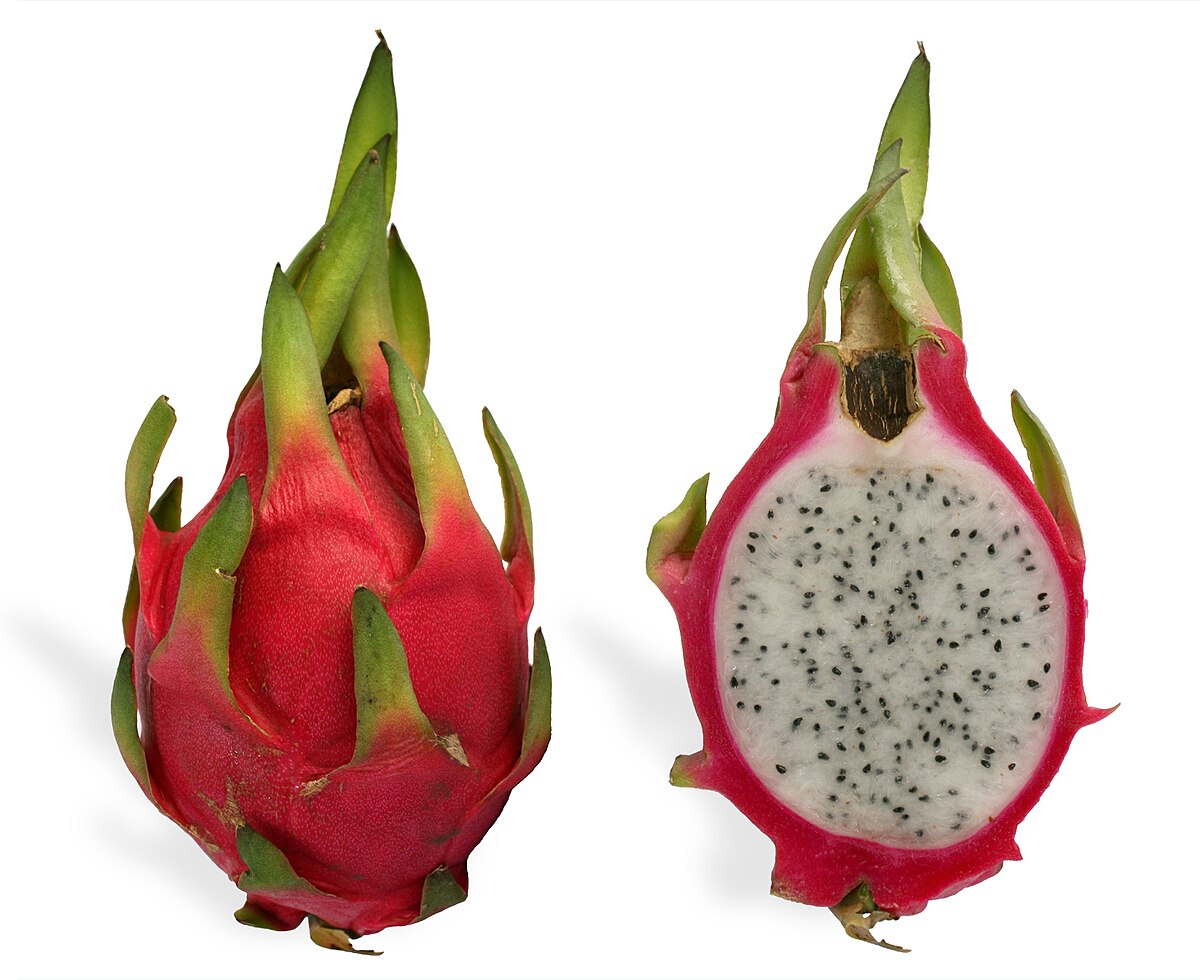 RED DRAGON FRUIT / HLG